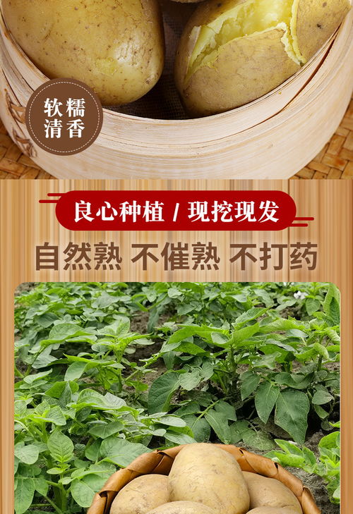 山东黄心土豆 农家自种的营养宝藏